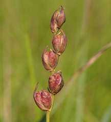 Gladiolus imbricatus