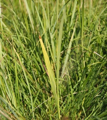 Gladiolus imbricatus