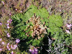 Arctopus echinatus