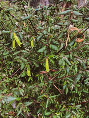 Correa reflexa lobata