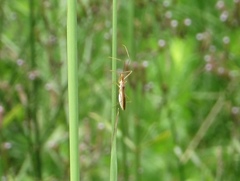 Zelus cervicalis