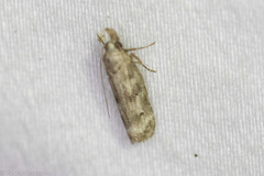 Dichomeris inversella