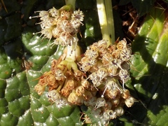 Arctopus echinatus