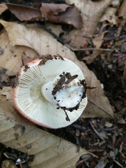 Russula silvicola