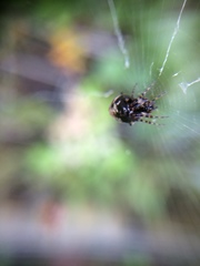 Cyclosa argenteoalba