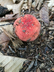 Russula silvicola