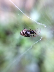 Cyclosa argenteoalba