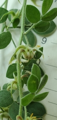 Acmispon decumbens