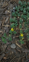 Acmispon decumbens