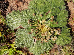 Arctopus echinatus