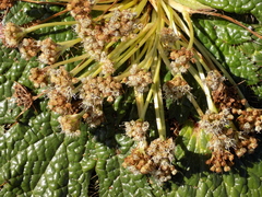 Arctopus echinatus