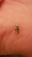 Endrosis sarcitrella