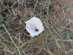 Convolvulus trabutianus image