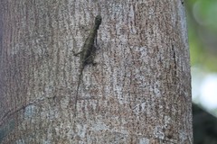 Draco melanopogon