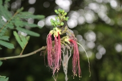 Image of Calliandra houstoniana