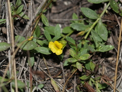 Mecardonia vandellioides