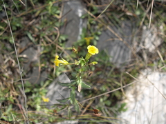 Mecardonia vandellioides