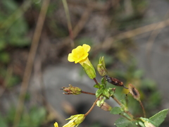 Mecardonia vandellioides