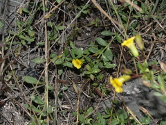 Mecardonia vandellioides