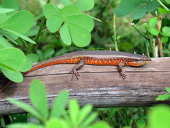 Trachylepis perrotetii