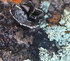 Umbilicaria virginis