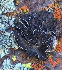 Umbilicaria virginis