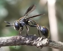 Rhopalosyrphus