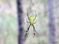 Trichonephila clavata