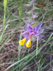 Melampyrum nemorosum