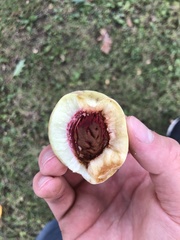 Magnoliopsida