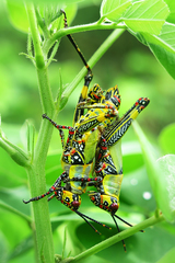 Zonocerus variegatus