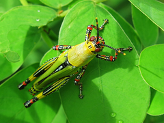 Zonocerus variegatus