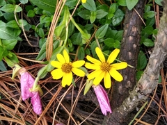 Heliopsis procumbens
