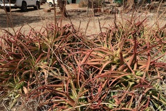 Aloe vanbalenii