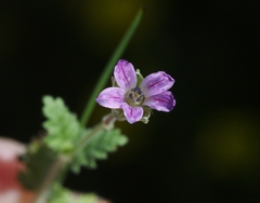Erodium brachycarpum