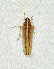 Stenocranus lautus