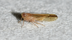 Stenocranus lautus