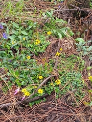 Heliopsis procumbens