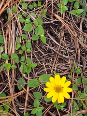Heliopsis procumbens