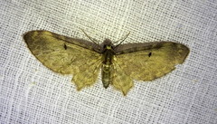 Brabira atkinsonii