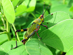 Zonocerus variegatus