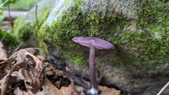 Entoloma violaceum