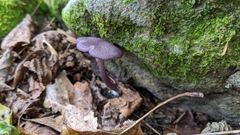 Entoloma violaceum