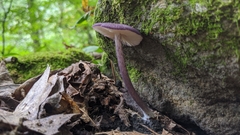 Entoloma violaceum