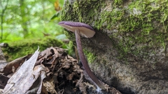 Entoloma violaceum