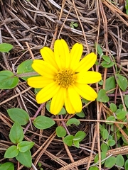 Heliopsis procumbens