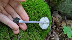 Entoloma violaceum