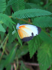 Mylothris chloris chloris