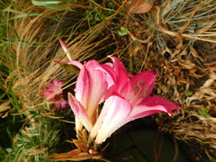 Amaryllis belladonna