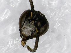 Hylaeus mesillae cressoni